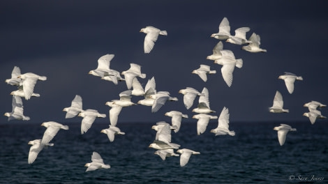 FALKLANDS 24 © Sara Jenner - Oceanwide Expeditions.jpeg