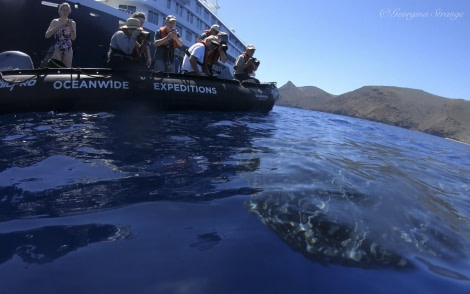 HDS31-24, Day 23, GH011787 OEX whale shark © Georgina Strange - Oceanwide Expeditions.jpg