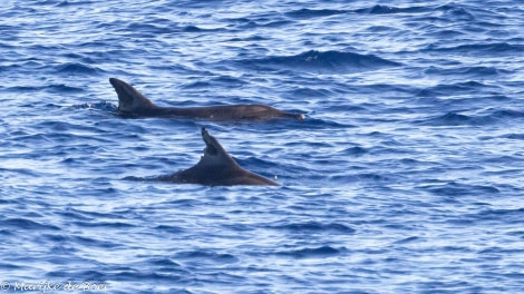 HDS31-24, Day 24, ROugh-toothed dolphin_20240420-398A8703 © Marijke de Boer - Oceanwide Expeditions.jpg