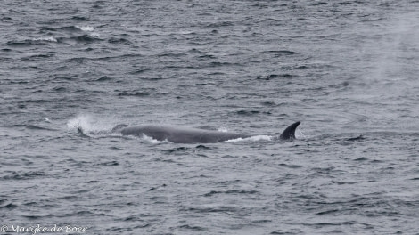 HDS31-24, Day 2, Sei whale_20240329-398A6213 © Marijke de Boer - Oceanwide Expeditions.jpg