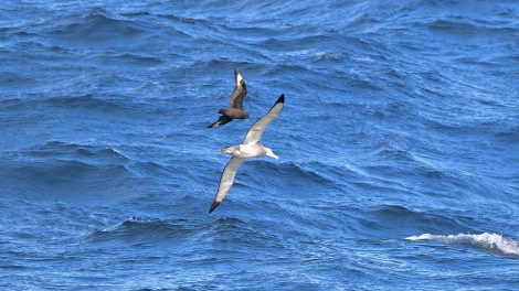 HDS31-24, Day 3, Brown Skua-W.Albatross © Andrew Crowder - Oceanwide Expeditions.jpeg