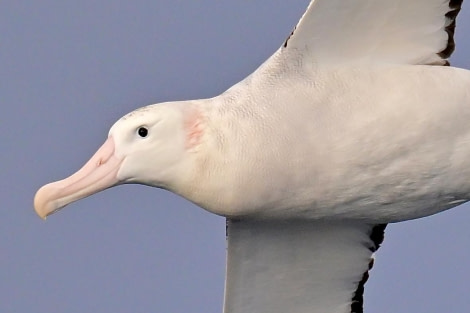 HDS31-24, Day 3, Wandering Albatross © Andrew Crowder - Oceanwide Expeditions.jpeg