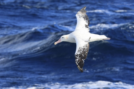 HDS31-24, Day 4, 5A8A2610-Edit © Georgina Strange - Oceanwide Expeditions.jpg