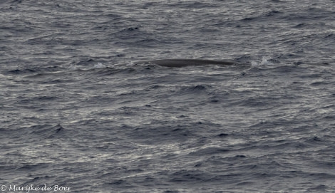 HDS31-24, Day 4, Fin whale_20240331-398A6517 © Marijke de Boer - Oceanwide Expeditions.jpg