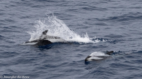 HDS31-24, Day 4, Hourglass_20240331-398A6494 © Marijke de Boer - Oceanwide Expeditions.jpg