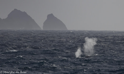 HDS31-24, Day 5, Fin whale_20240401-398A6684 © Marijke de Boer - Oceanwide Expeditions.jpg