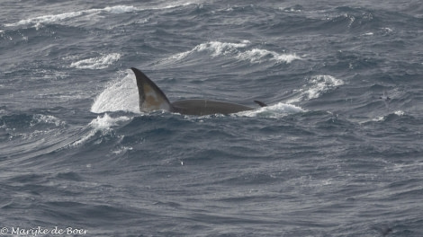 HDS31-24, Day 5, FIn whale_side feeding_20240401-398A6751 © Marijke de Boer - Oceanwide Expeditions.jpg