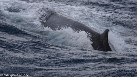 HDS31-24, Day 5, fin whale_20240401-398A6739 © Marijke de Boer - Oceanwide Expeditions.jpg