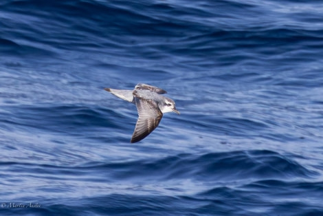 HDS31-24, Day 10, 088A7273-Enhanced-NR © Martin Anstee - Oceanwide Expeditions.jpg