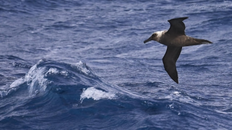 HDS31-24, Day 11, 5A8A5480-Edit © Georgina Strange - Oceanwide Expeditions.jpg