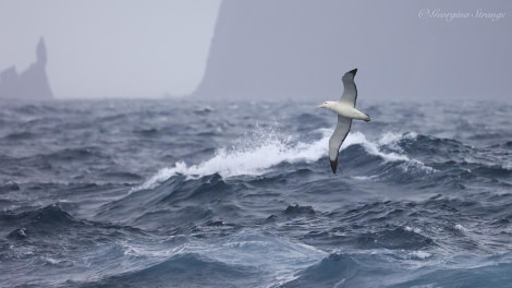 HDS31-24, Day 13, 5A8A7112-Edit © Georgina Strange - Oceanwide Expeditions.jpg