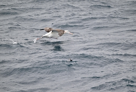 HDS31-24, Day 13, DSC_4923 © Unknown photographer - Oceanwide Expeditions.JPG