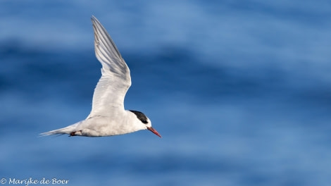 HDS31-24, Day 14, Antarctic tern_20240410-398A7789 © Marijke de Boer - Oceanwide Expeditions.jpg