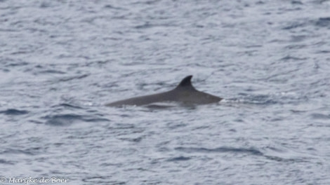 HDS31-24, Day 16, Beaked whale_20240412-398A7917 © Marijke de Boer - Oceanwide Expeditions.jpg