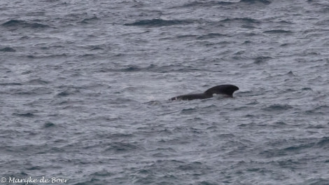 HDS31-24, Day 16, Pilot whale_20240412-398A7951 © Marijke de Boer - Oceanwide Expeditions.jpg