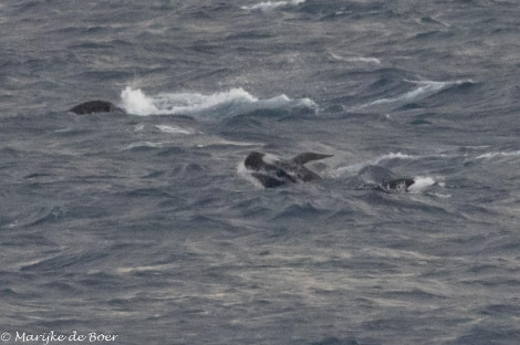 HDS31-24, Day 16, Pilot whale_20240412-398A8018 © Marijke de Boer - Oceanwide Expeditions.jpg