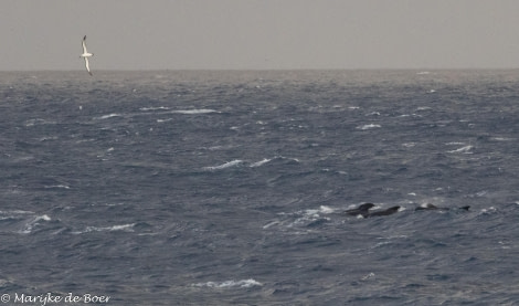 HDS31-24, Day 16, Pilot whale_20240412-398A8034 © Marijke de Boer - Oceanwide Expeditions.jpg