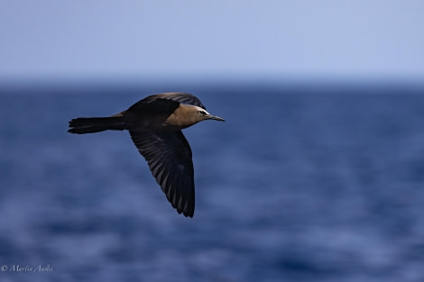 HDS31-24, Day 22, 180424 (11) © Martin Anstee - Oceanwide Expeditions.jpg