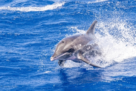 HDS32-24, Day 27, 088A8769-Enhanced-NR © Martin Anstee - Oceanwide Expeditions.jpg