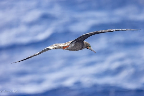 HDS32-24, Day 28, 088A8672 © Martin Anstee - Oceanwide Expeditions.jpg