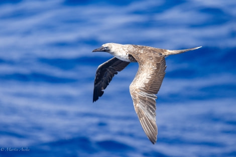 HDS32-24, Day 28, 088A8713 © Martin Anstee - Oceanwide Expeditions.jpg