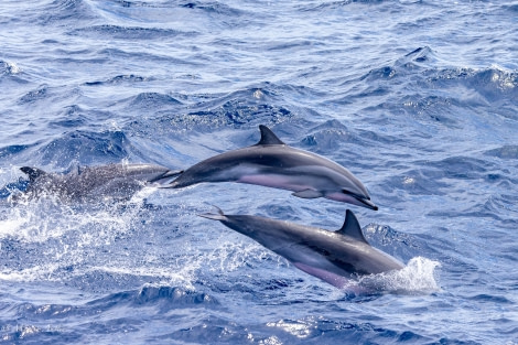 HDS32-24, Day 29, 088A9060-Enhanced-NR © Martin Anstee - Oceanwide Expeditions.jpg