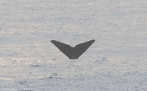 HDS32-24, Day 29, sperm whale fluke_20240425-398A0033 © Marijke de Boer - Oceanwide Expeditions.jpg