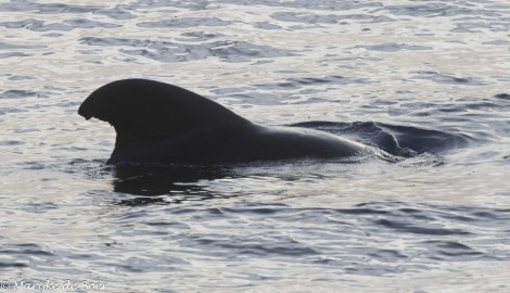 HDS32-24, Day 30, pilot whales_20240426-398A0488 © Marijke de Boer - Oceanwide Expeditions.jpg