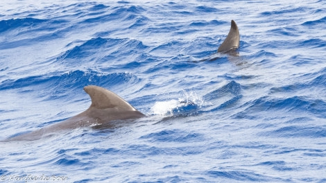 HDS32-24, Day 32, pilot whales_20240428-398A1624 © Marijke de Boer - Oceanwide Expeditions.jpg