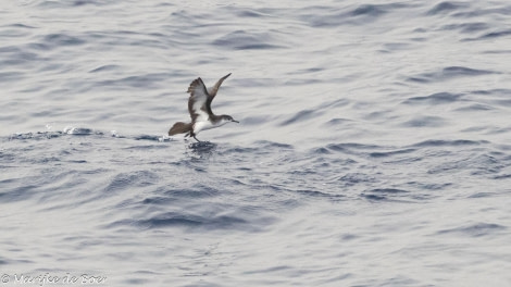 HDS32-24, Day 34, Boyd's Shearwater_20240430-398A2226 © Marijke de Boer - Oceanwide Expeditions.jpg