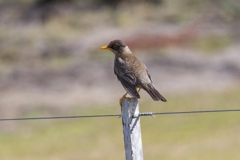 Austral Thrush on Carcass Island