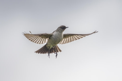 Dark-faced Ground-Tyrant on Carcass Island