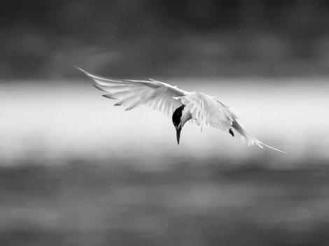 Antarcic tern hunting