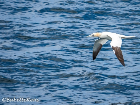 2024 05 27 Gannet (2)