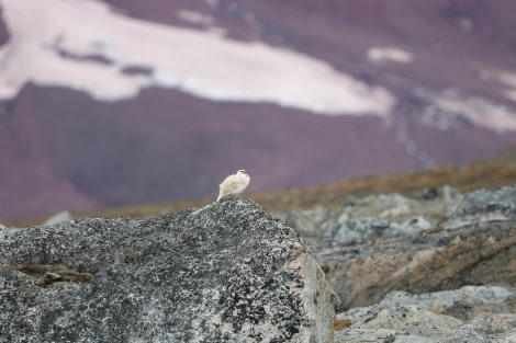 HDS03-24, Day 3, Ptarmigan © Ruud Smit - Oceanwide Expeditions.JPG