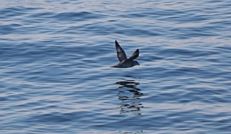 Northern Fulmar