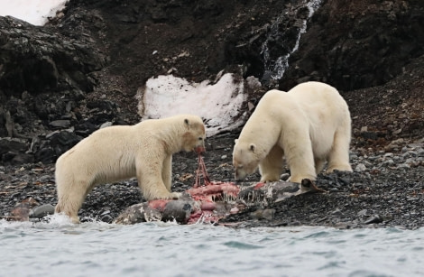 Polar bears feeding