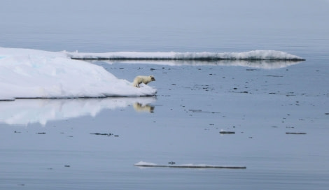 Polar fox