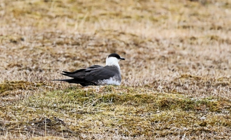 Stercorarius parasiticus