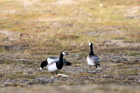 Branta leucopasis