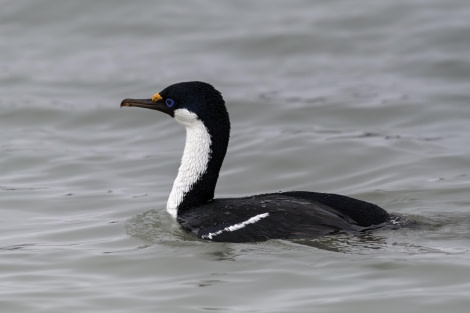 South Georgia Shag at Fortuna Bay