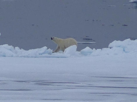 PLA03-24, Day 5, Polar Bear 1 © Unknown photographer - Oceanwide Expeditions.JPG