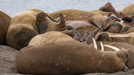 HDS04-24, Day 7, 4Q9A7833 © Katlyn Taylor - Oceanwide Expeditions.jpeg