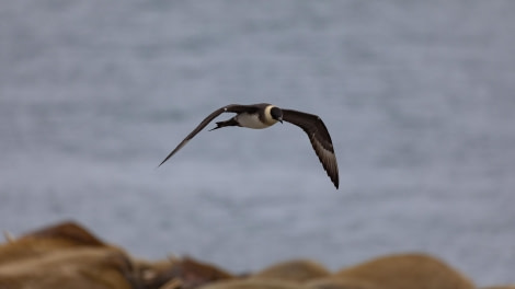 HDS04-24, Day 7, 4Q9A7873 © Katlyn Taylor - Oceanwide Expeditions.jpeg