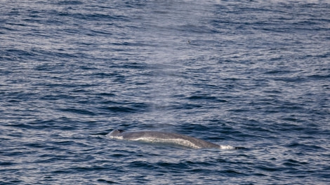 HDS04-24, Day 2, 4Q9A7382-2 © Katlyn Taylor - Oceanwide Expeditions.jpeg