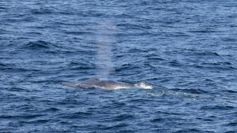 HDS04-24, Day 2, 4Q9A7405 © Katlyn Taylor - Oceanwide Expeditions.jpeg