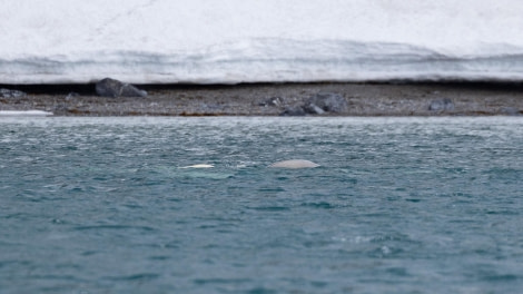 HDS04-24, Day 6, 4Q9A7692 © Katlyn Taylor - Oceanwide Expeditions.jpeg