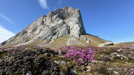 HDS04-24, Day 6, Gnaloden-saxifrage © Meike Sjoer - Oceanwide Expeditions.jpg