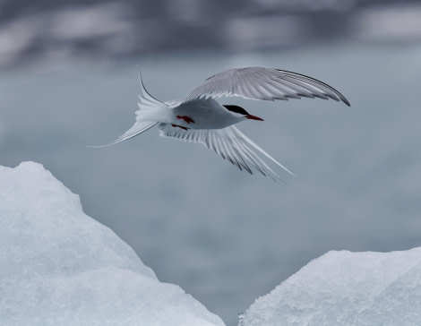 Arctic Tern