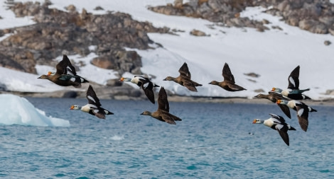 King Eiders